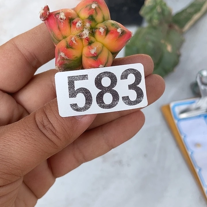 583号三角嫁接虎斑软紧脚有一颗