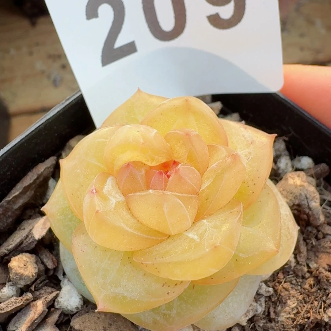 玛瑙         精品多肉