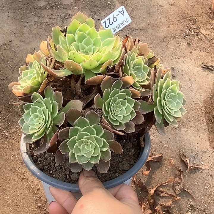 922莲花座多肉植物法师