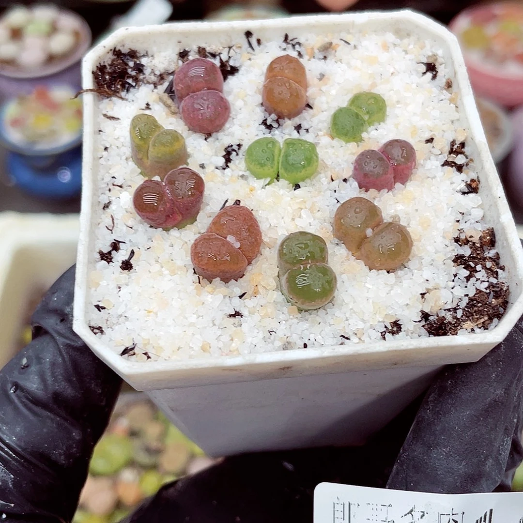 生石花18包邮0915-149