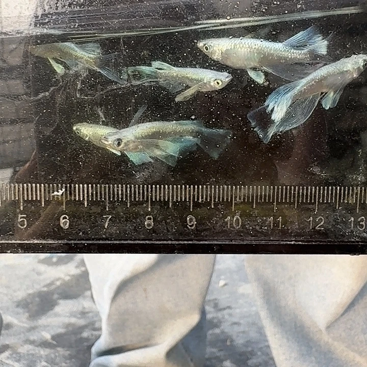 青鳉鱼长天2公4母