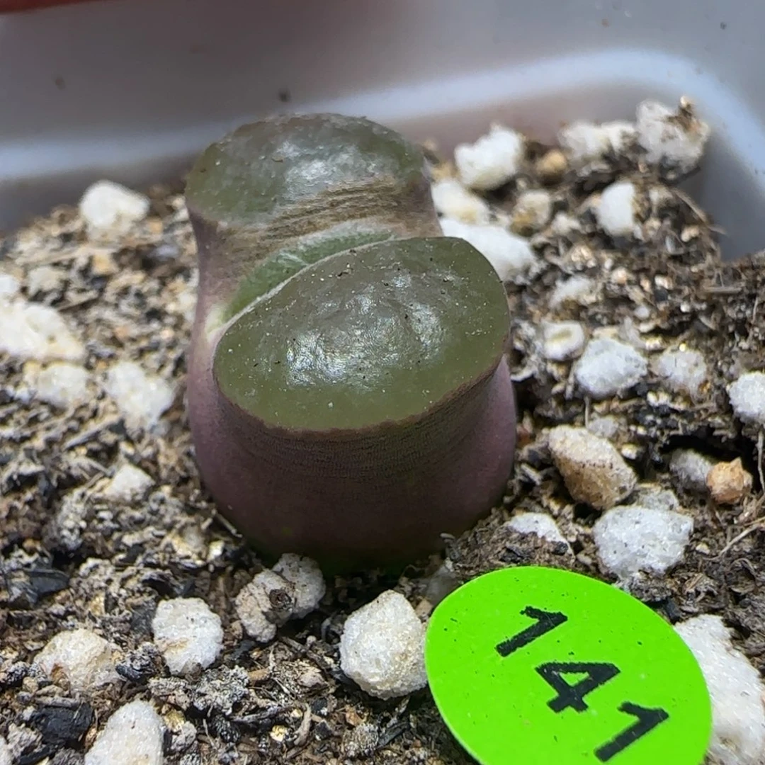 磁铁漂亮多肉植物141