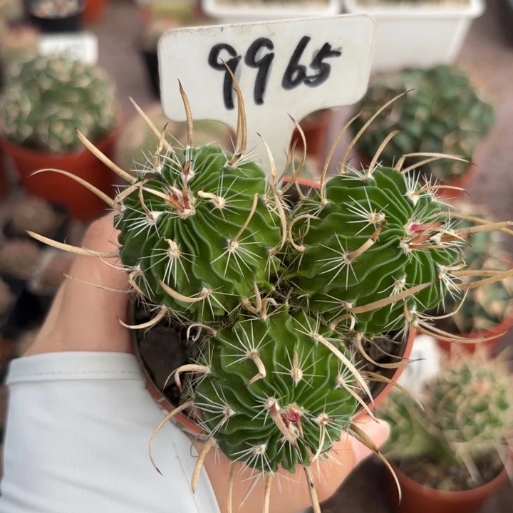 武***香9965实生振武玉好养皮实