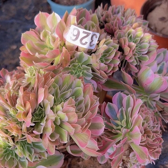 ᥫ***余多肉植物一个女巫