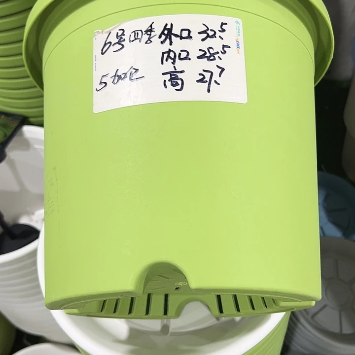 特价6号四季口32.5高27.7果绿无托7只