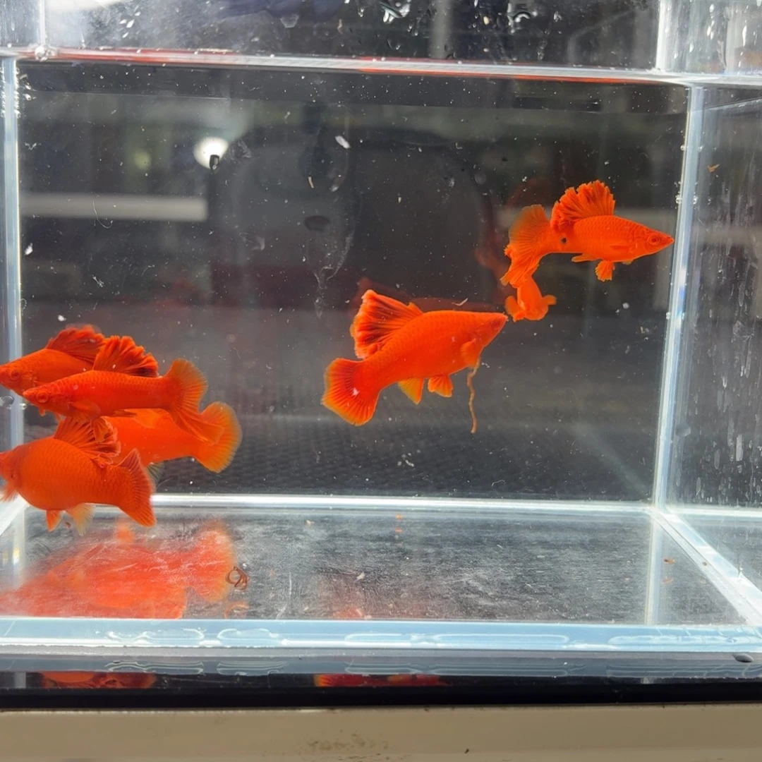 林***。海水半月尾红箭鱼7条