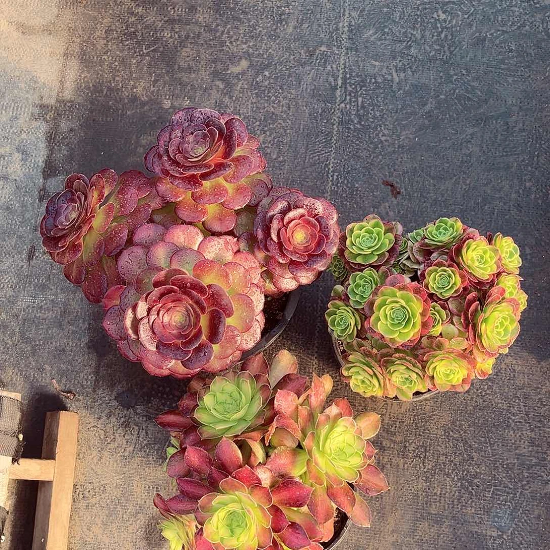 法师多肉植物f s