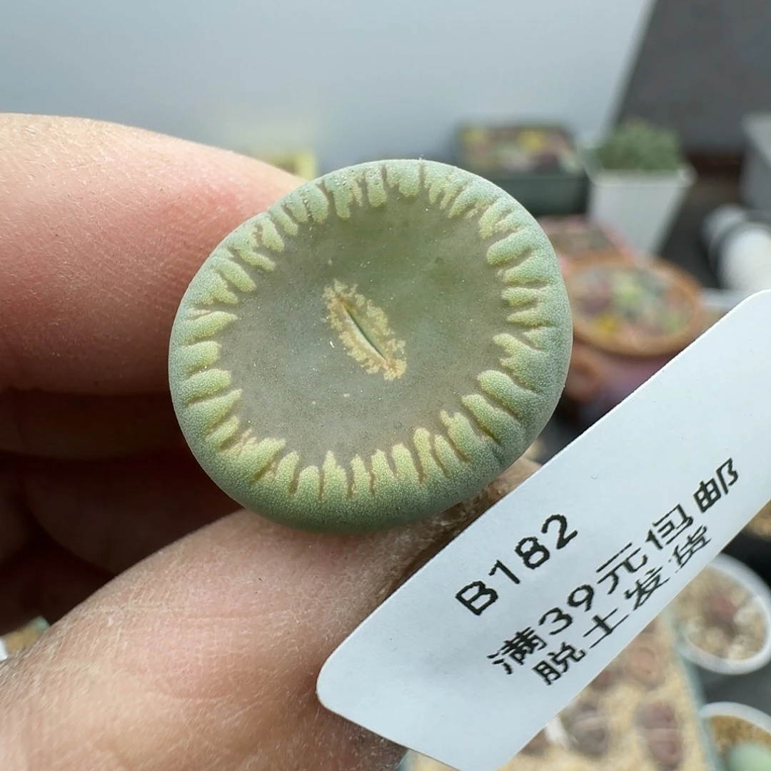 182多肉hhhhhhh哈哈哈