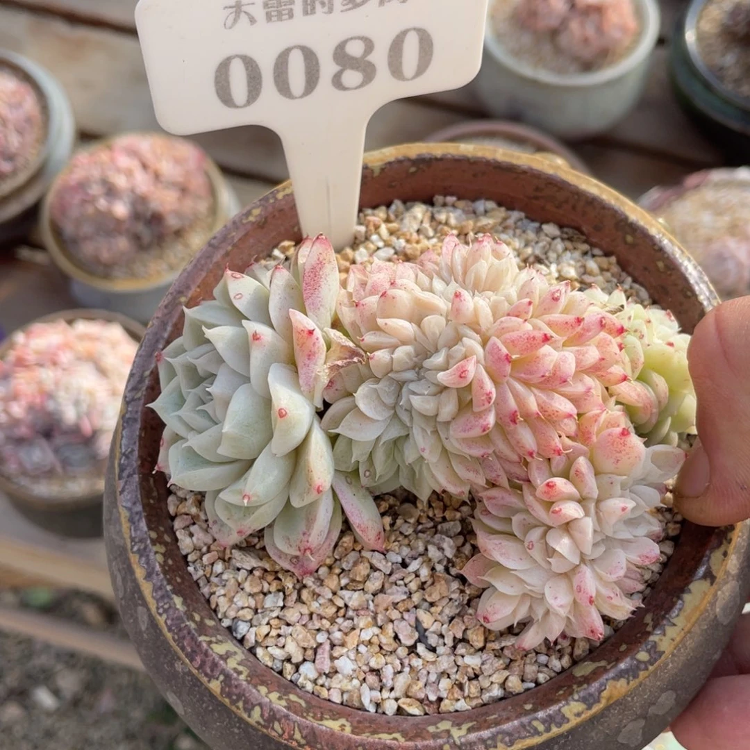 冬****咪0080白女王不带盆啦啦啦