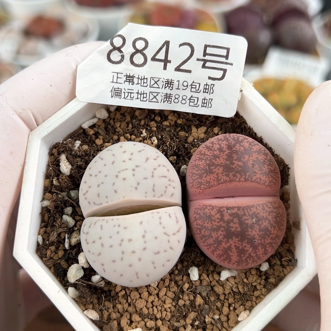 好养易活生石花大母本8842