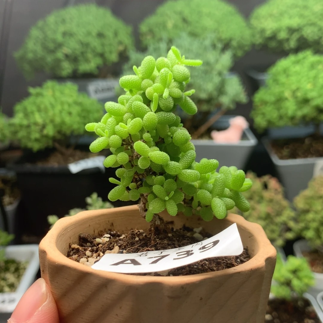 739蜜橘福利。