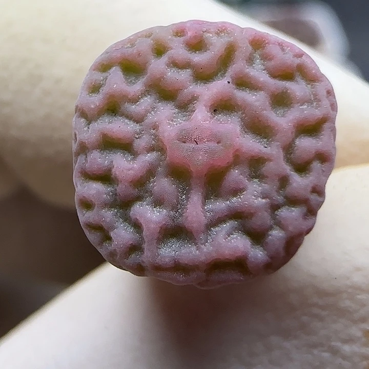 726超级烧麦优选福利