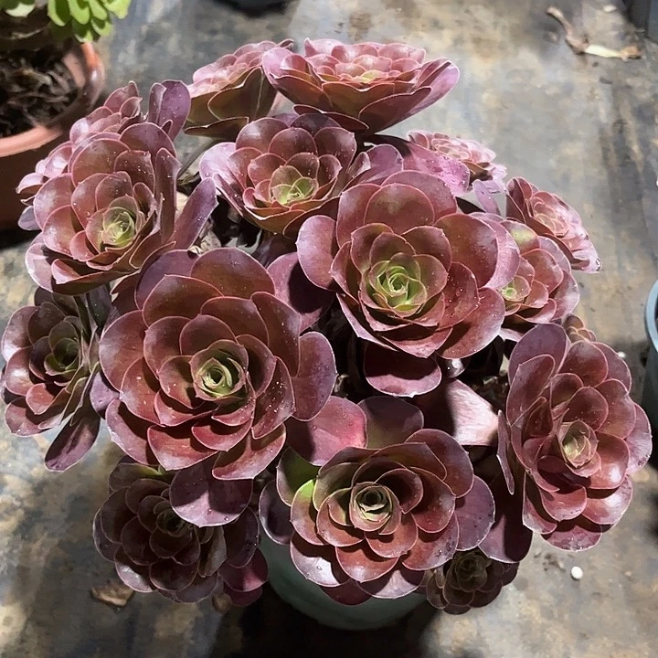 多肉植物大丛林瑰金193号