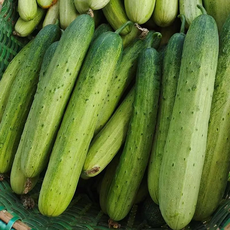 老品种小园旱黄瓜 5斤装 长条水果黄瓜蘸酱菜嘎嘎嫩