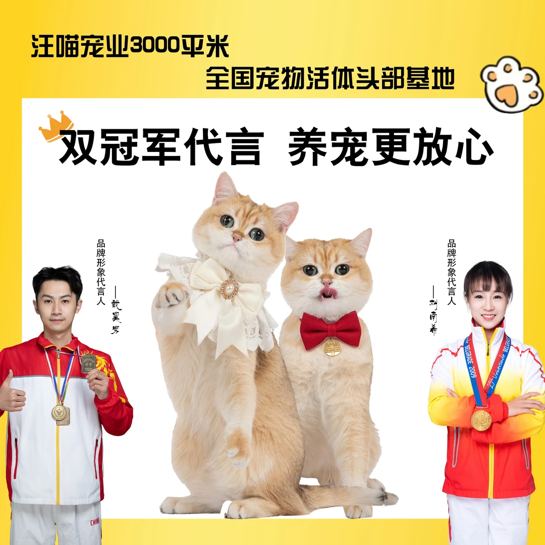 【精品宠物猫】米努特/矮脚/拿破仑/金加白/金渐层/英长/布偶