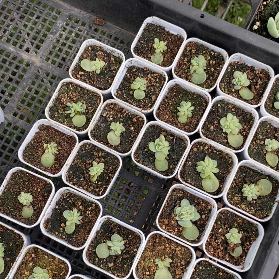 上盆苍雪苗苗一个