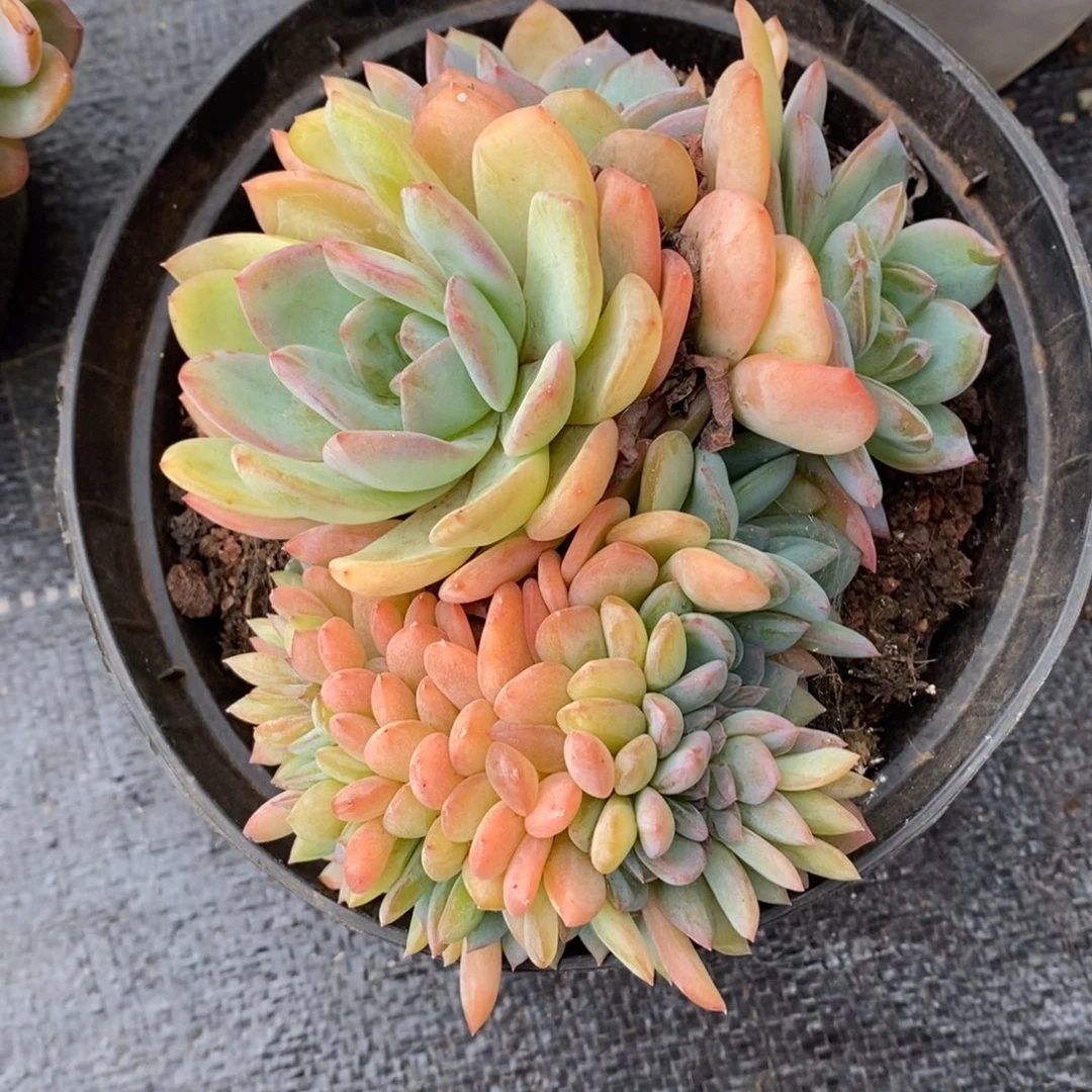 全明星缀化非偏远包邮