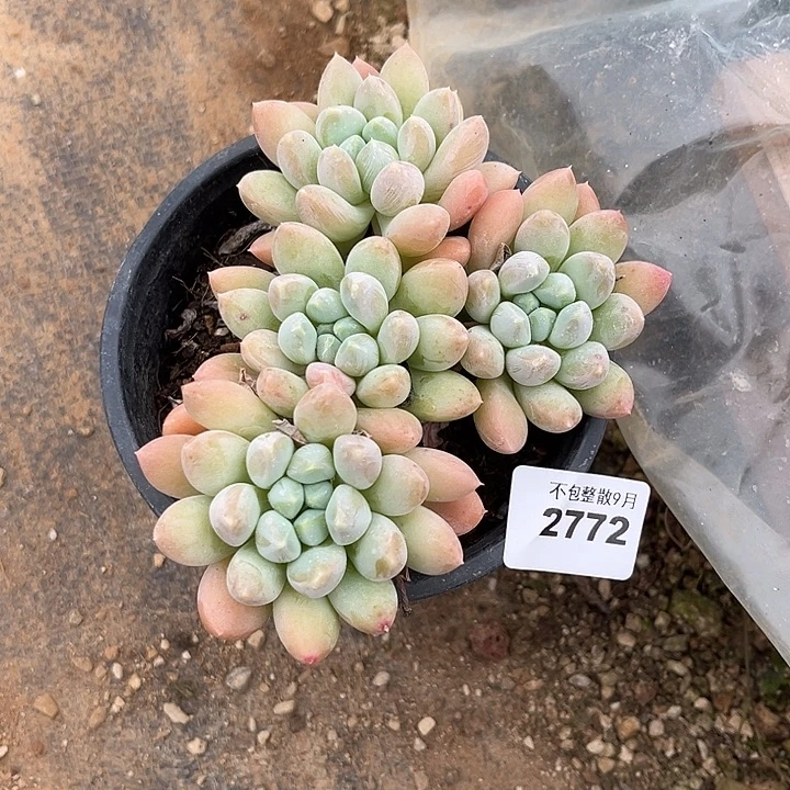 阿雅园艺。         2772奶糖