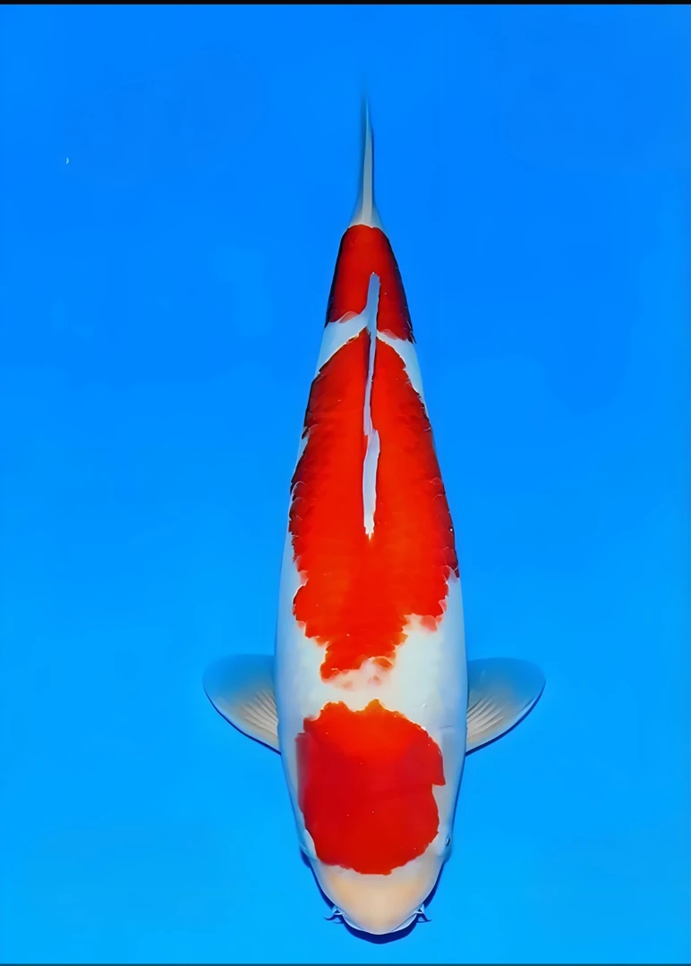 冷水观赏鱼锦鲤纯种德系锦鲤好养耐活大正三色红白鱼苗