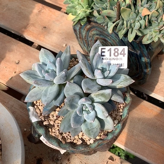 伊丽莎白184 亏本处理退款拉黑需延迟发货