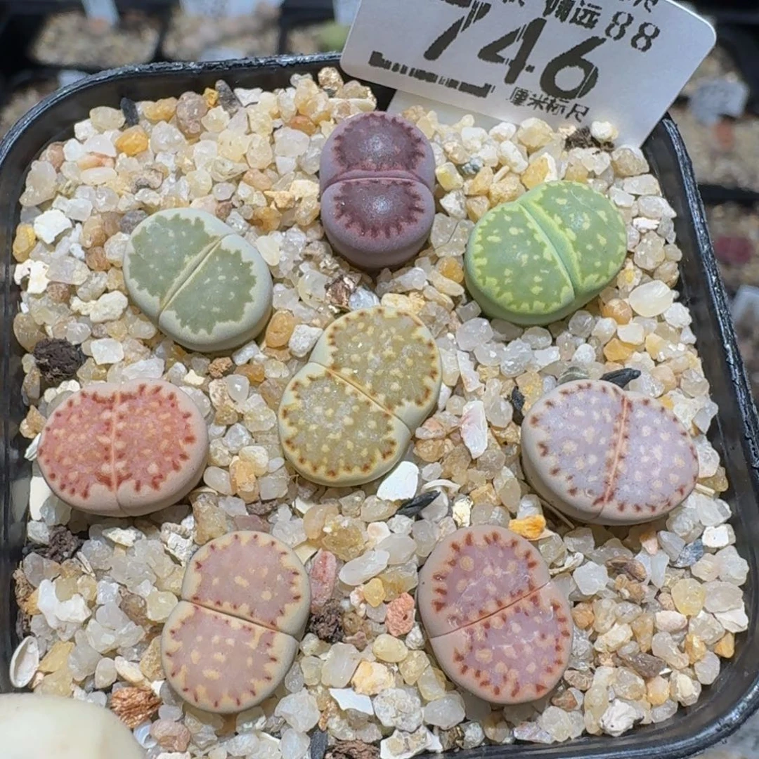 zzzzz精品生石花746
