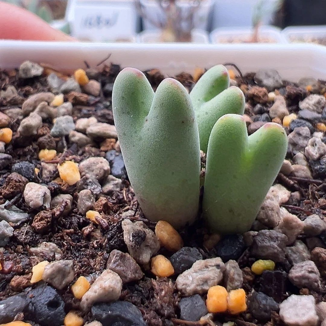 33号带毛皮卡丘11.29多肉