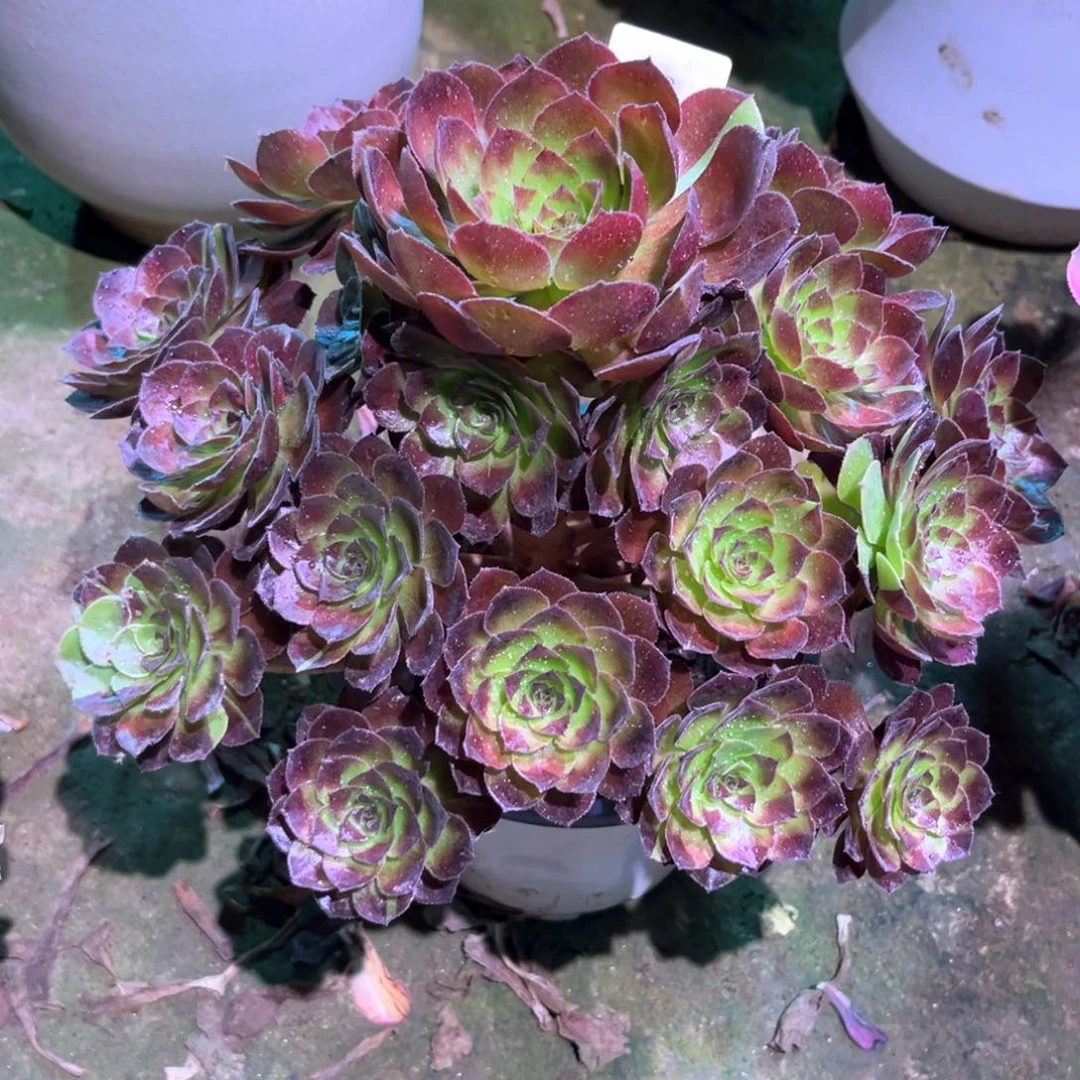 多肉植物黑美人0048