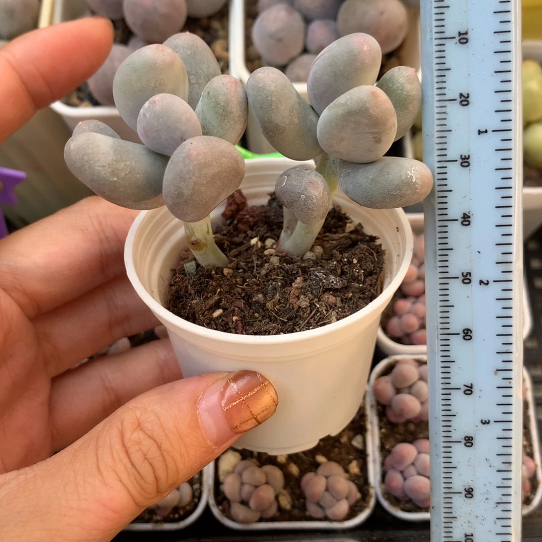 米可奶 不凑满28元发一片叶 不售后 到付