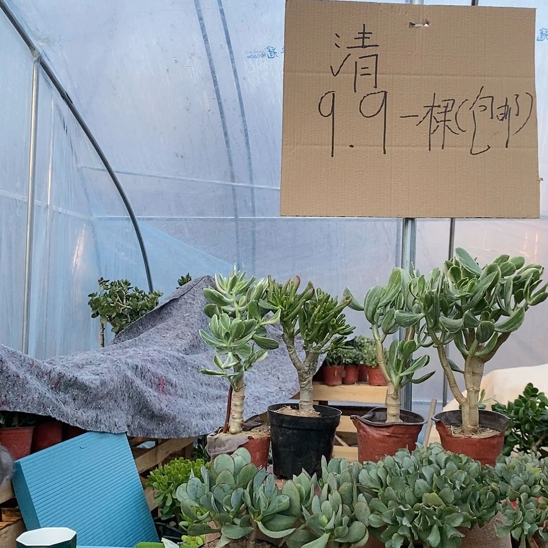 颜***初完全开放老桩玉树一物一拍