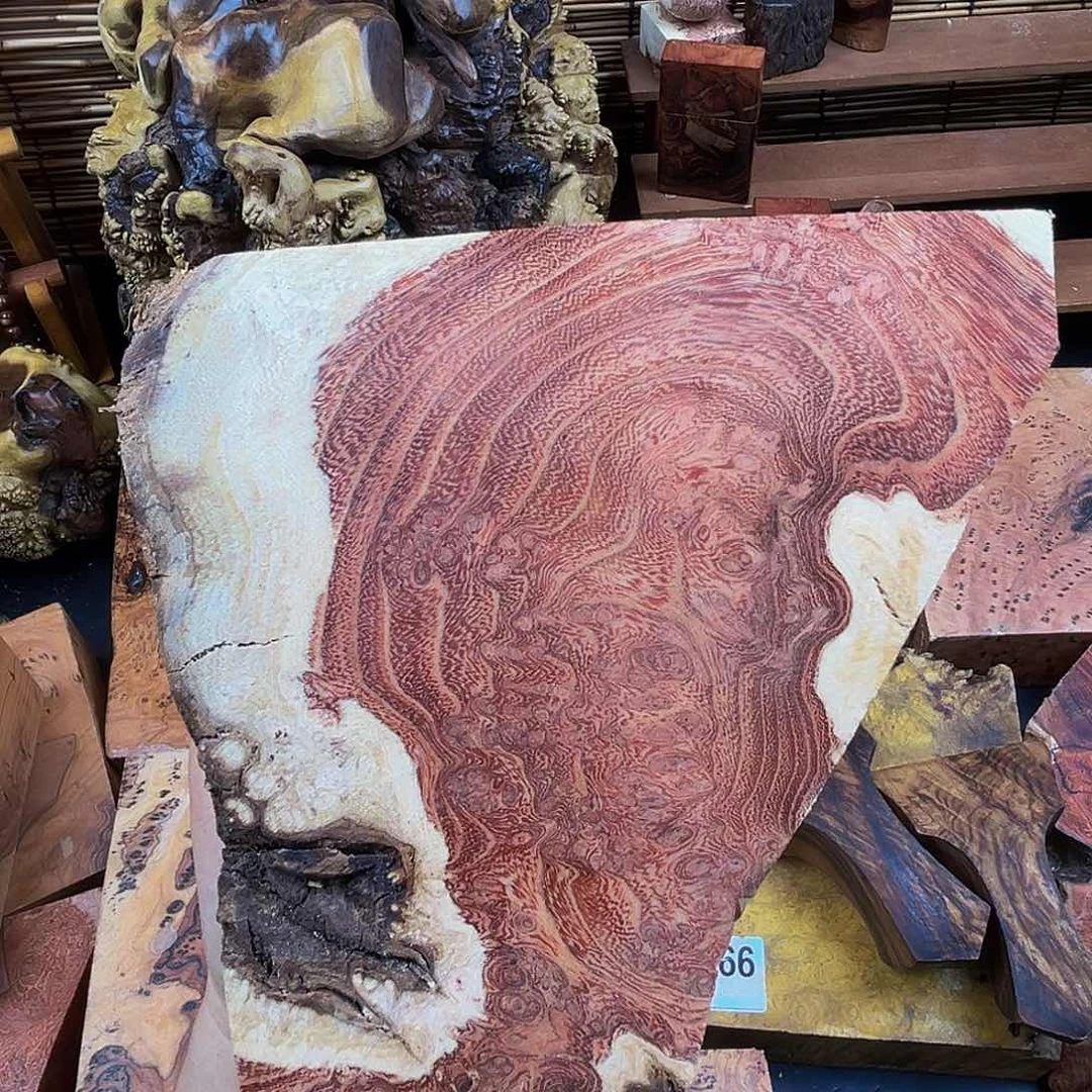 香榧木宽*小叶羊蹄甲留疤料