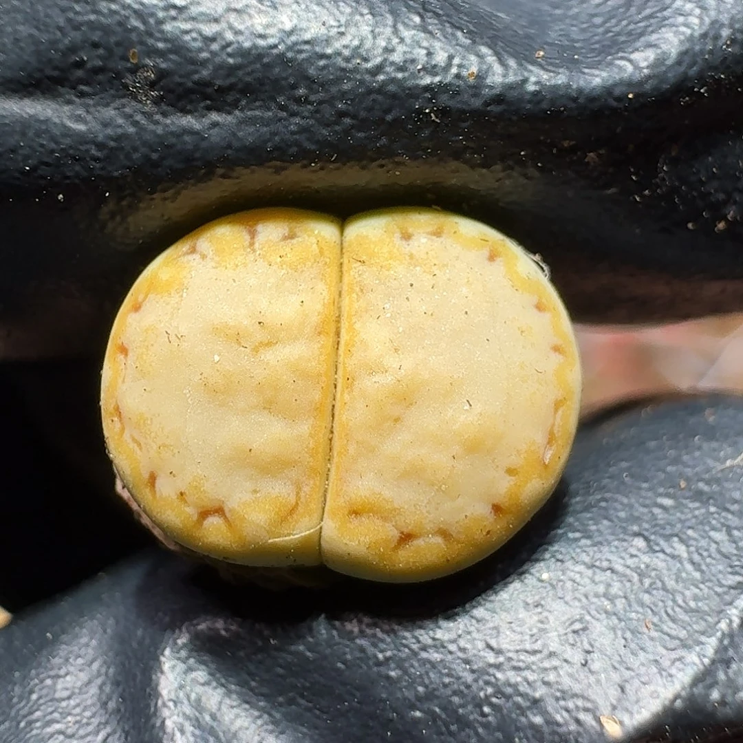 生石花等1121111。  151