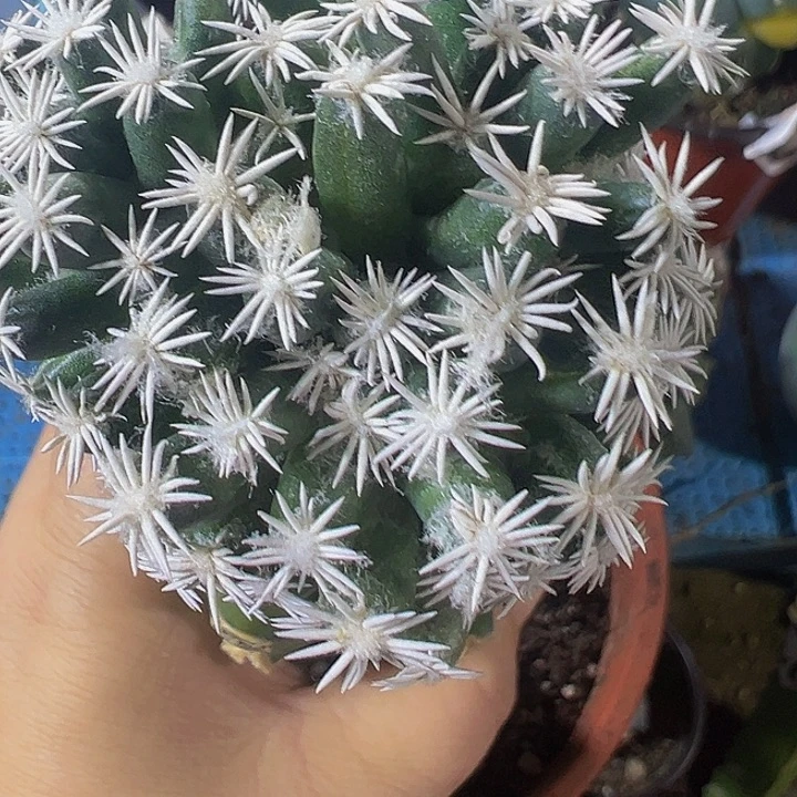 孤月040小人球开花