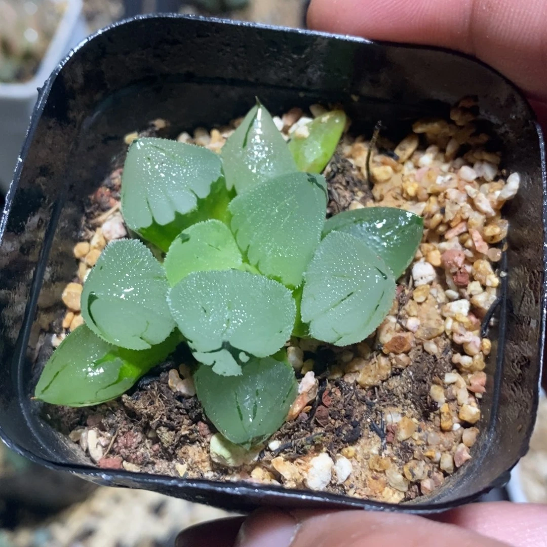 冰鸾玉一颗 开播福利