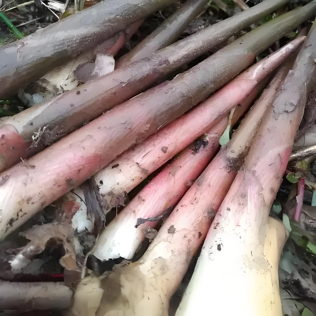 贵州省遵义市特产新鲜现挖现发鲜嫩阳荷笋姜笋包邮