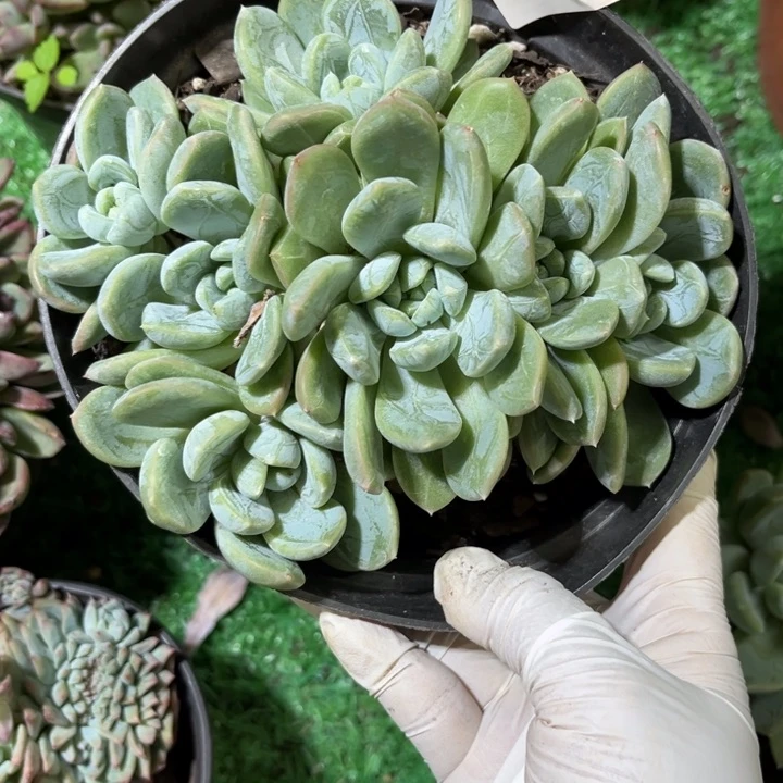 622百达翡翠多肉植物