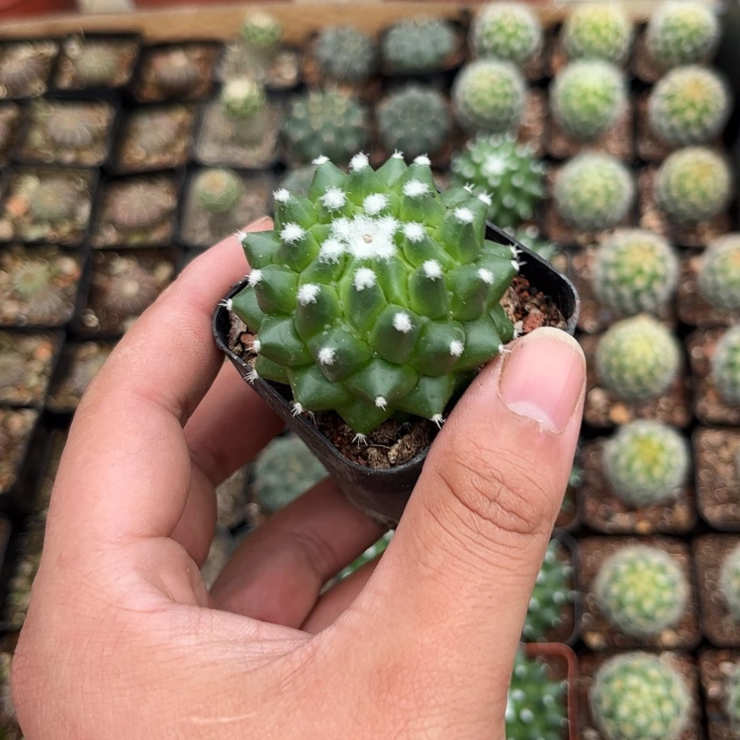 雪糕单头发货有根