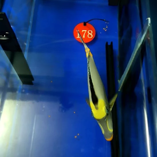 海水鱼天狗14+/3-22-178