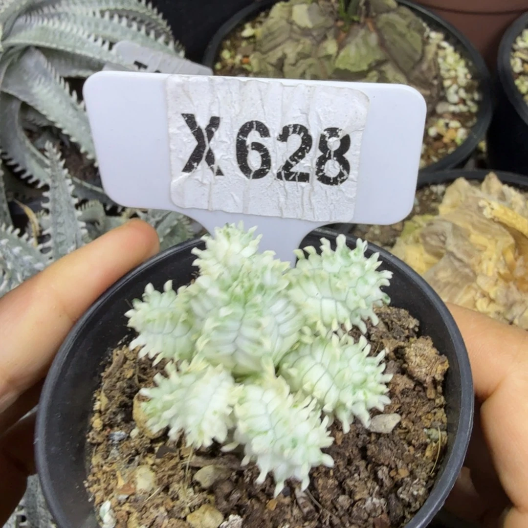 福利白桦麒麟带盆发