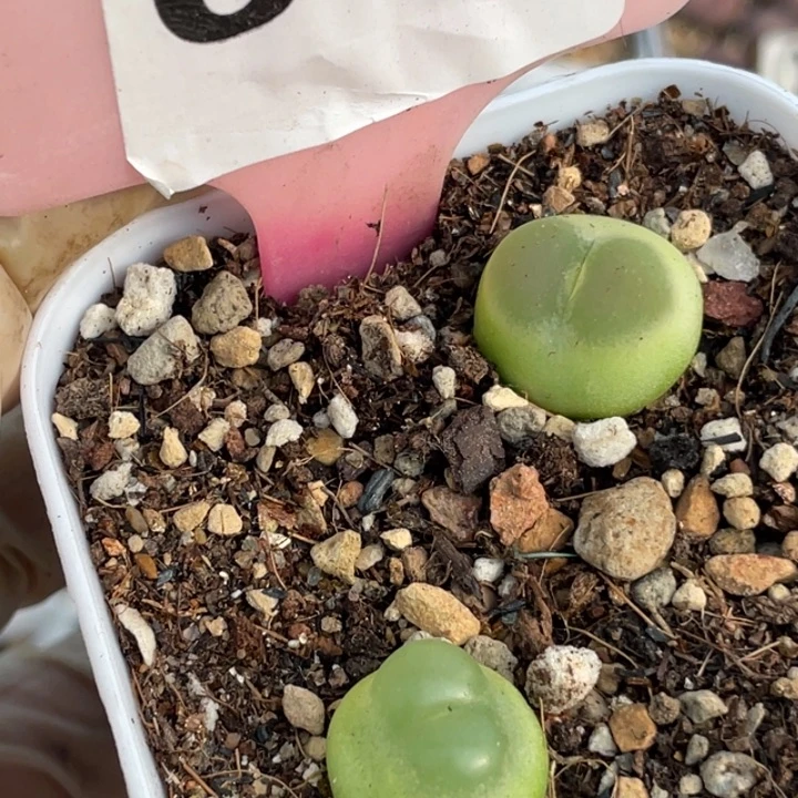 646拉登母本带盆lllll