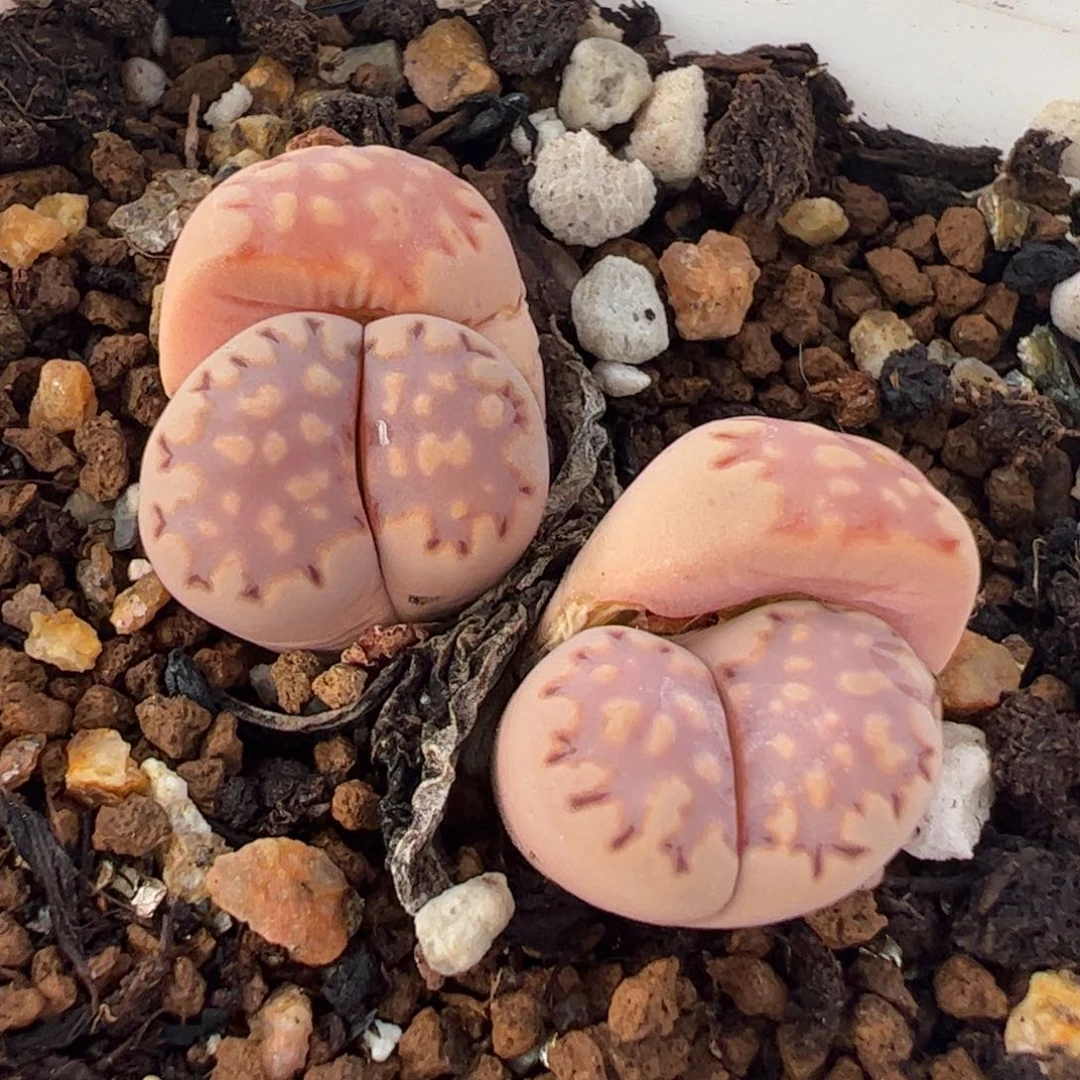 088多肉植物百科