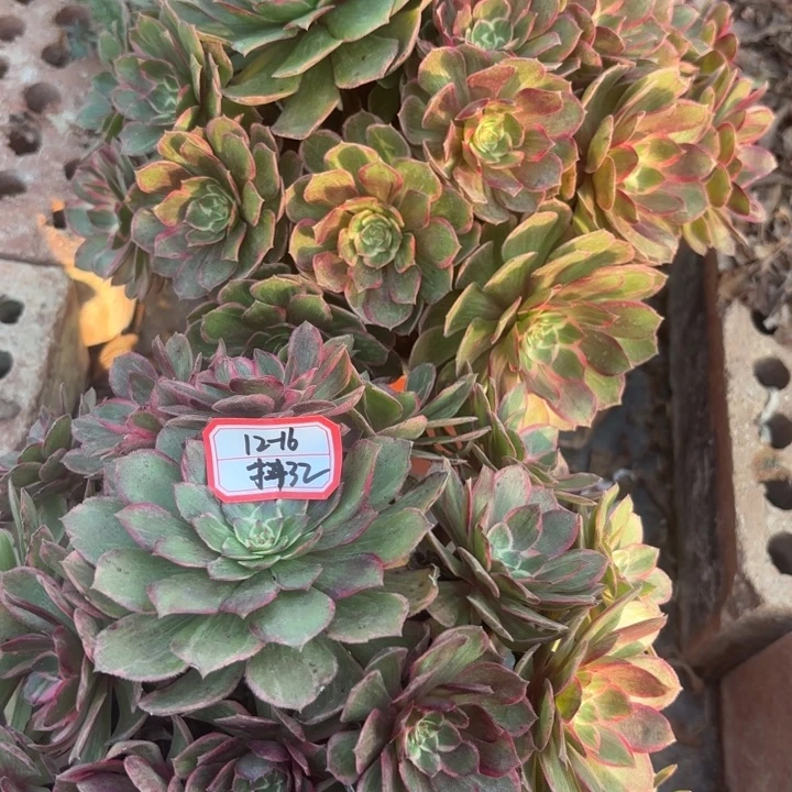 两颗歪莲花座多肉法师不包损32