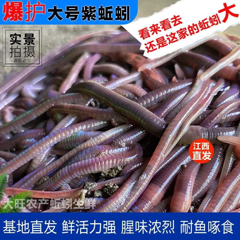 特大号紫红蚯蚓活黑坑野钓淡水鱼钓鱼鲈鱼青鱼鲫鱼饵料包活到家