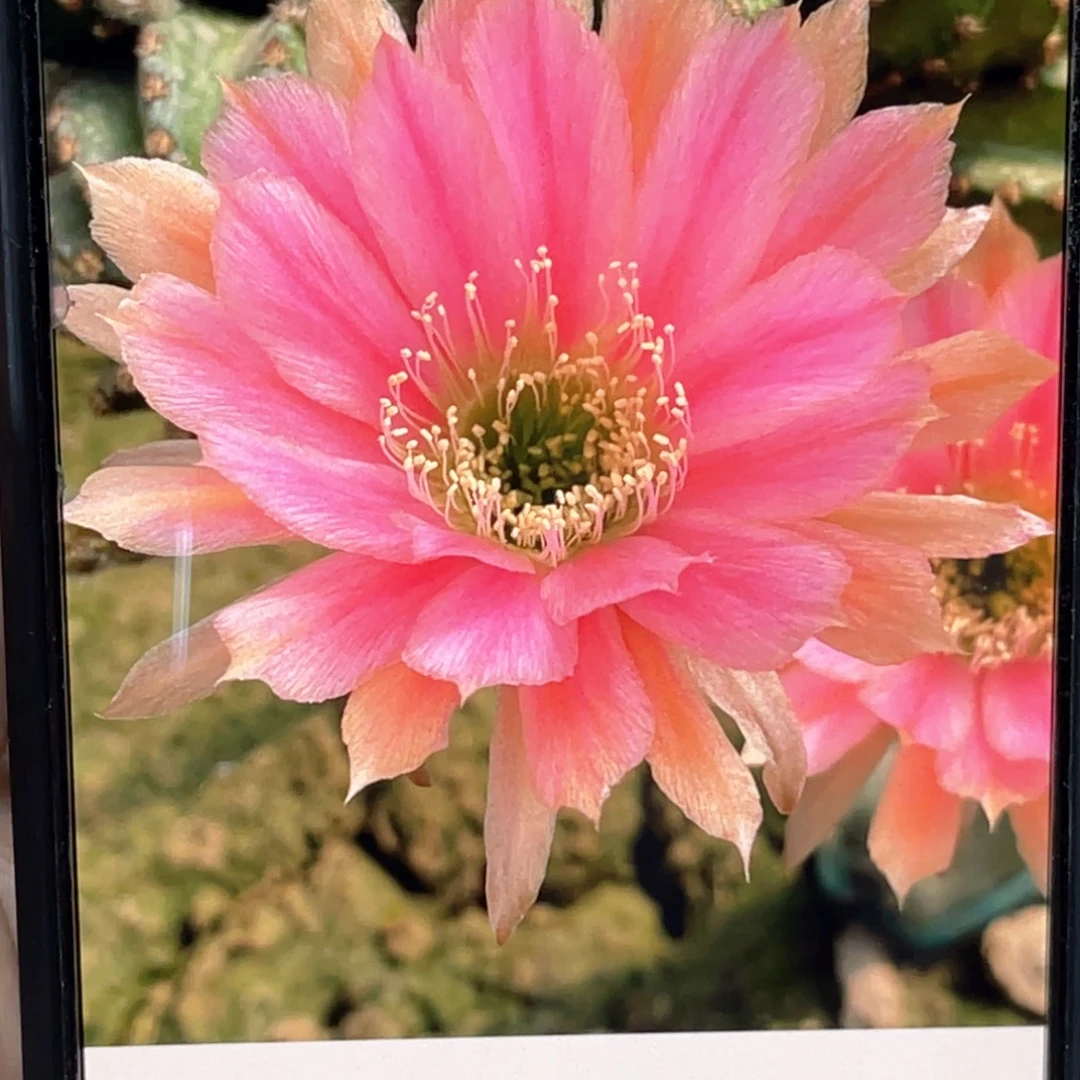 粉金刚侧芽歪5公分以上