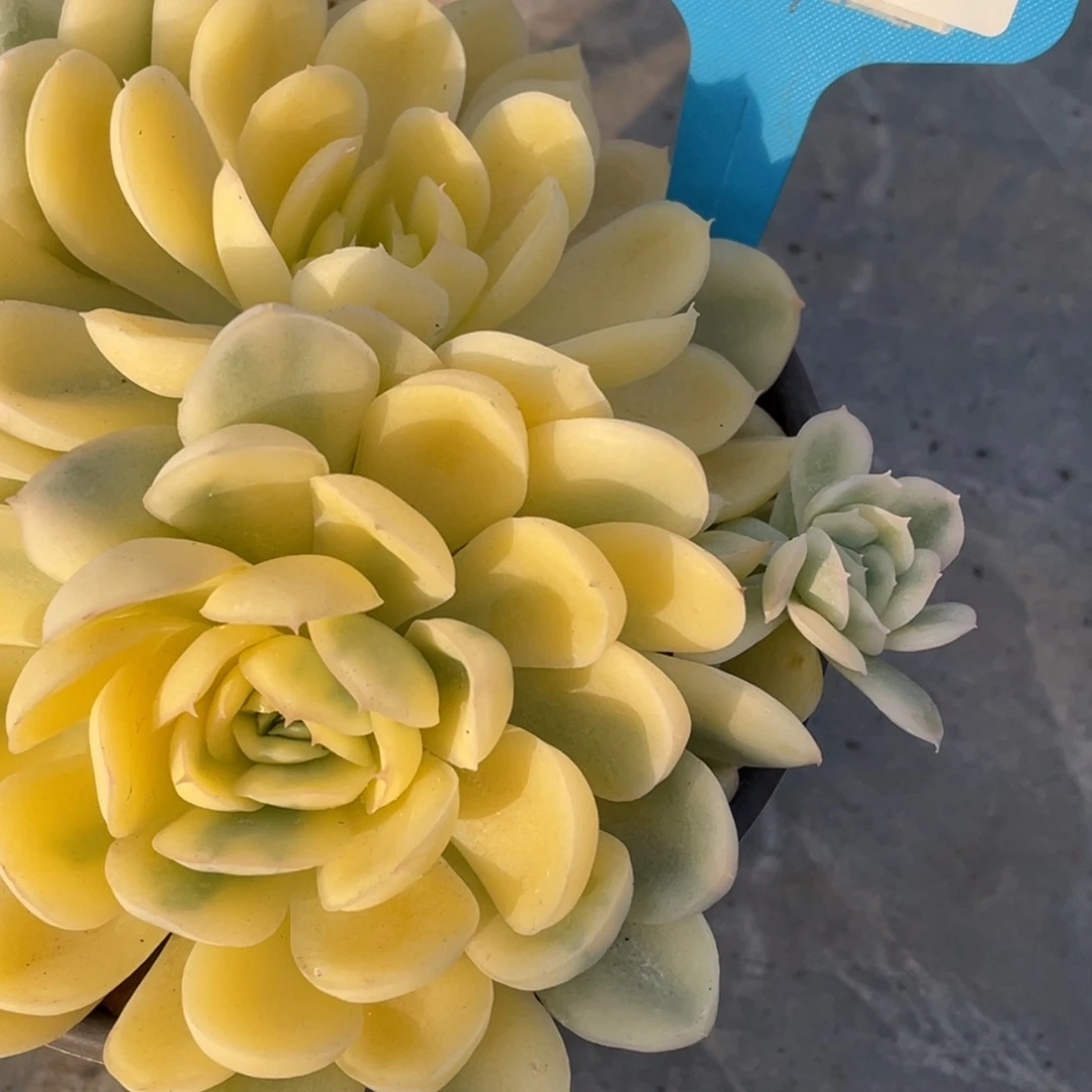 1214-36-草莓冰锦超多头一颗