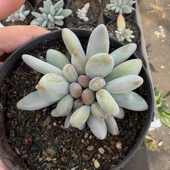 企鹅 5头 一物一拍