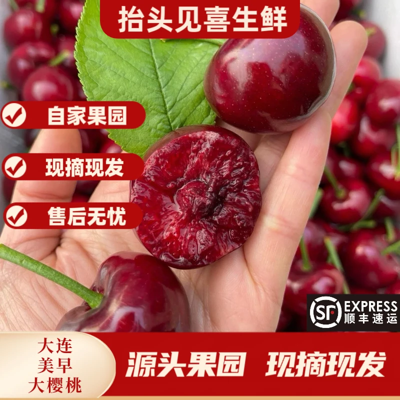 大连美早大樱桃现摘现发J~5J顺丰空运包邮2/3/5斤装