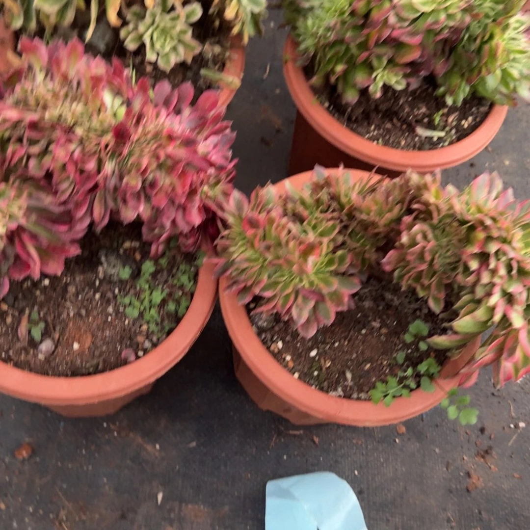 海***675组合缀化多肉植物满28包邮