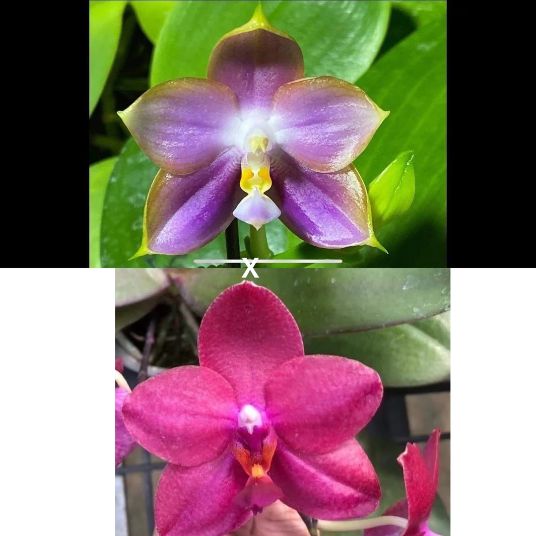 花农杰哥原生种珍奇类蝴蝶兰AMM22