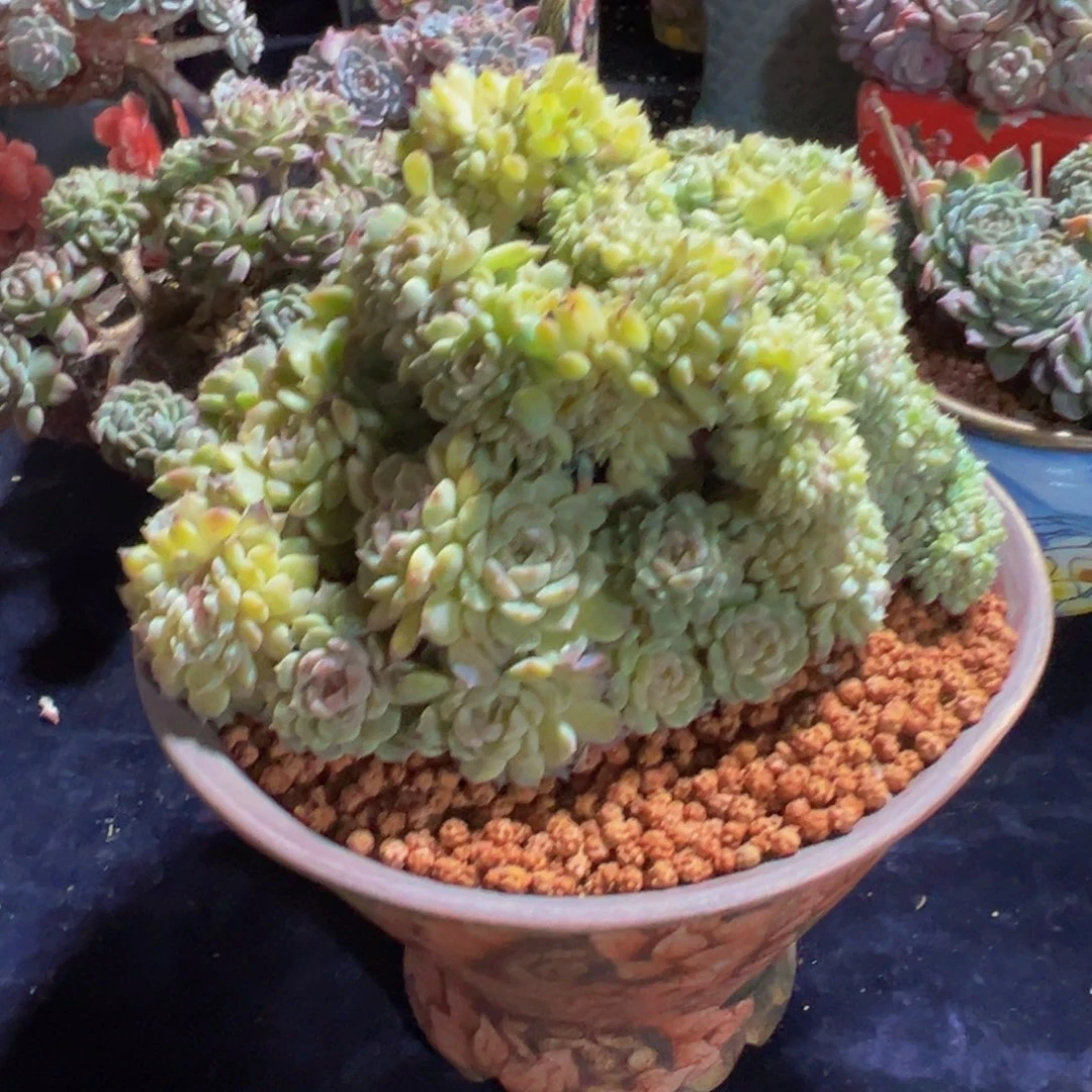 黄钻冰魄缀天天开心