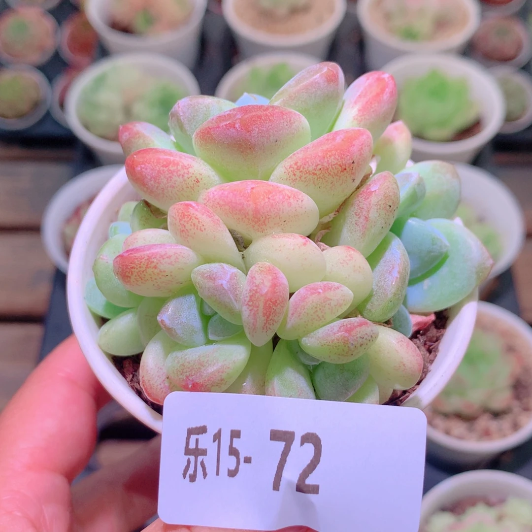 乐然15-72 冰玉群